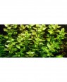 Bacopa Caroliniana